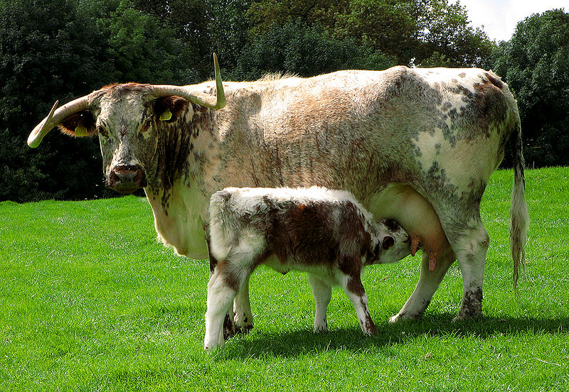 File:English Longhorn cow and calf.jpg