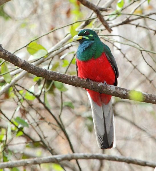 File:Narina Trogon 2015 10 18 07 15 12 9964.jpg