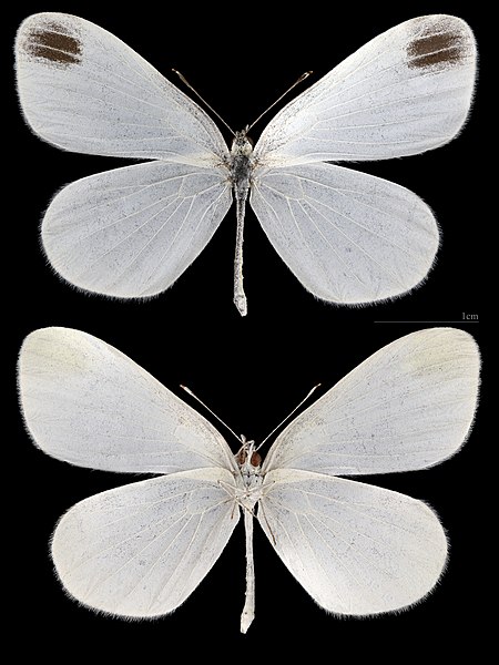 File:(MHNT) Leptidea sinapis - Foret de Bouconne, France - male.jpg