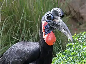 Noordelike bromvoël met afgeknotte "horing"