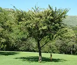 Rooidoring (Acacia gerrardii)