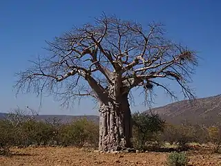 'n Kremetart naby Omuramba, Kunene, Namibië