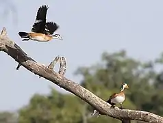 Broeipaar in die Moremiwildtuin van noordelike Botswana (wyfie links)