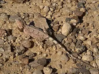 Agama aculeata in Namibië.