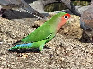 Rooiwangparkiet in Namibië.