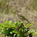 A. s. similis naby Mysore, Indië