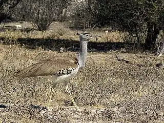 'n Gompoumannetjie naby Grünewald, westelike Nasionale Etoshawildtuin, Namibië