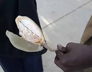 Die vrug van Adansonia digitata