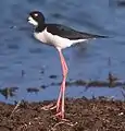 Amerikaanse Black-necked Stilt