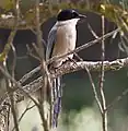 Cyanopica cooki.