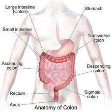 Kolon anatomie met aantekeninge in Engels