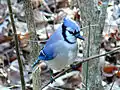 Blougaai, subspesie Cyanocitta cristata cristata in Noord-Carolina