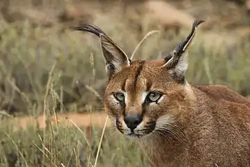 'n Rooikat in die Nasionale Bergkwaggapark, Suid-Afrika.