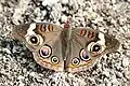 Junonia coenia