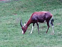 blesbok