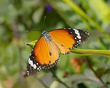 'n Suidelike melkbosskoenlapper (Danaus chrysippus)