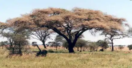 Haak-en-steek (Acacia tortilis)