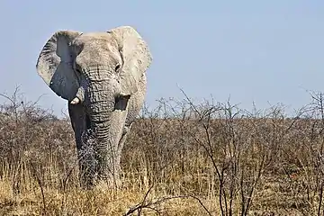 Olifantbul in die Nasionale Etoshawildtuin, Namibië