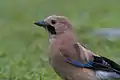 ’n Garrulus glandarius bispecularis van Uttarakhand, Indie.