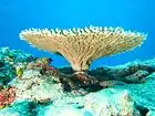 Table coral at French Frigate Shoals, Northwestern Hawaiian Islands