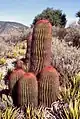 2. Ferocactus pilosus