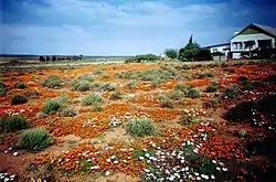 Blomme in Augustus en September.