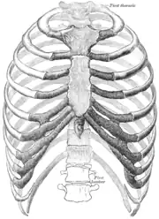 Die menslike ribbekas.(Bron: Gray's Anatomy of the Human Body, 20ste uitg., 1918.)