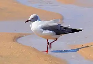 Te ISimangaliso, KZN