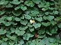 Hedera canariensis.