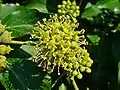 Hedera helix se blomme.