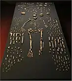 'n Skelet van Homo naledi