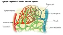 Diagram wat die vorming van limf uit interstisiële vloeistof (hier gemerk as "Tissue fluid"). Let op hoe die vloeistof in die toe punte van die limf haarvate binnedring (donkergroen pyle)