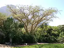 Papierbasdoring (Acacia sieberana)