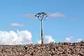 Kokerboom te Visrivier-canyon, Namibië