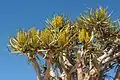 Die blomme van die kokerboom in Mei te Augrabies- Nasionale Park.