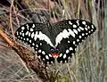 In die Faerie Glen-natuurreservaat, Pretoria, Suid-Afrika