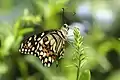 Lemoenvlinder, Papilio demoleus, in Bangalore