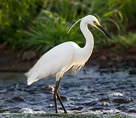 'n Kleinwitreier in die Noordelike Gebied, Australië.