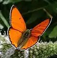 Grootvuurvlerk, Lycaena dispar, een van die Europese Kopervlerkies