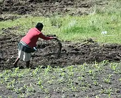 'n Vrou strooi kraalmis oor 'ngeploegde land by Hlokozi