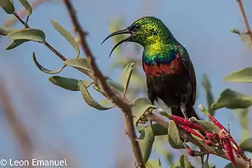 Mannetjie by voëlentblomme in Botswana