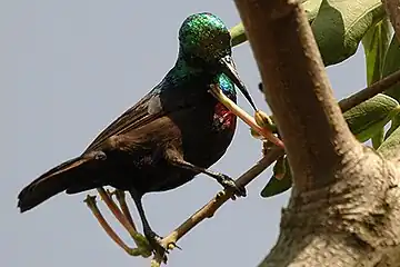 Mannetjie by voëlentblomme in Uganda