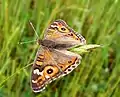 'n Bokogiesoort, Junonia villida, Australië