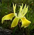 Moraea fugax