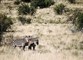 Bergkwaggas in die Nasionale Bergkwaggapark, Suid-Afrika.