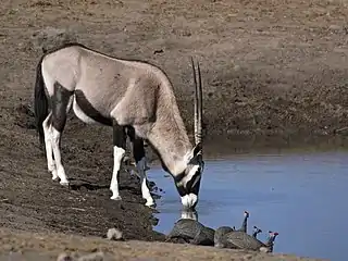 'n Gemsbok by 'n watergat.