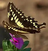 Konstantynseswaelstert, Papilio constantinus