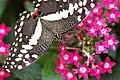 Imago in 'n botaniese tuin in Montreal