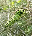 Ruspe van die Amerikaanse swaelstert, P. polyxenes, op vinkel