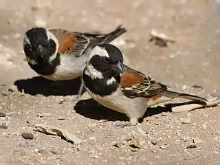 Twee mannetjies in die Sossusvlei, Namibië.